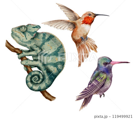 Tropical animals, chameleon and hummingbirds watercolor illustration set on white background. For printing on clothes, decorating holidays, guides for zoo. 119499921