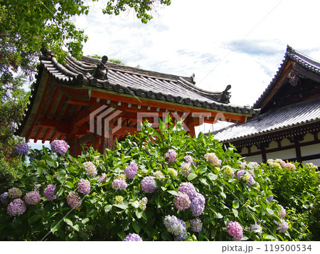 般若寺 鐘楼と紫陽花 般若寺 鐘楼と紫陽花 119500534