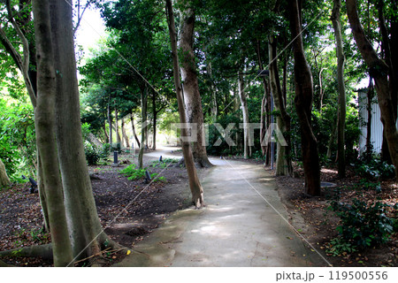 水郷柳川　お堀をめぐる散策コースの景観　「水辺の散歩道」 119500556