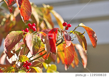 紅葉した鮮やかな葉と赤い実のハナミズキ（秋、十月） 119500610