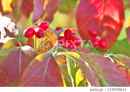 紅葉した鮮やかな葉と赤い実のハナミズキ(秋、十月) 紅葉した鮮やかな葉と赤い実のハナミズキ(秋、十月) 119500612
