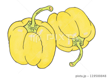 手描きの水彩画(絵手紙)「 黄色のパプリカ」二個 119500848