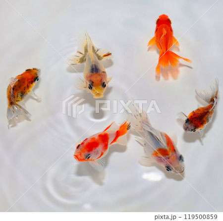 上見のだるま琉金 119500859