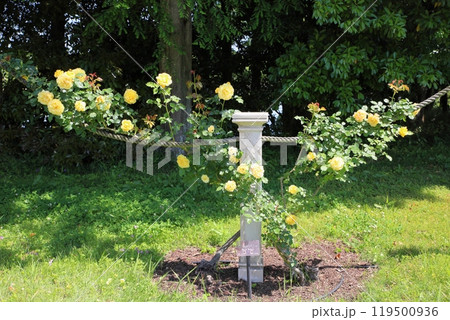 初夏のバラ園　バラの花　ゴールドバニィ 119500936