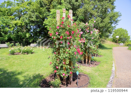 初夏のバラ園 バラの花 ドルトムント 初夏のバラ園 バラの花 ドルトムント 119500944