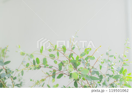 明るい観葉植物 明るい観葉植物 119501062