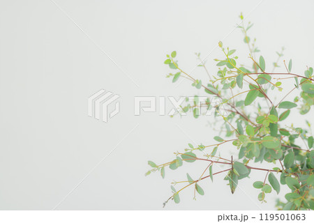 明るい観葉植物 明るい観葉植物 119501063