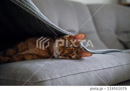 Funny lazy cat lounging beneath blanket on couch. 119501079