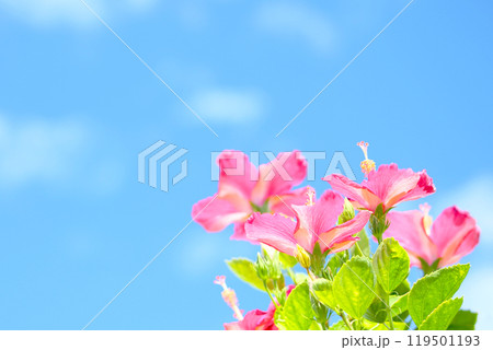 ハイキー　沖縄の青い空と赤いハイビスカス 119501193