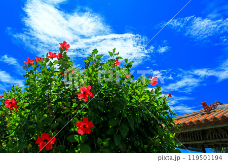 めんそーれ沖縄　青い空と赤いハイビスカスとシーサー 119501194