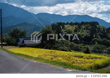 岐阜県馬籠秋の田んぼ 119501366