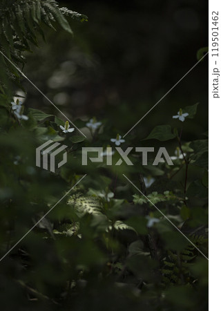 どくだみの白い花 119501462