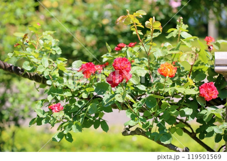 バラの花 ふれ太鼓 バラの花 ふれ太鼓 119501569