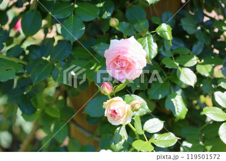 バラの花　ピエールドゥロンサール 119501572