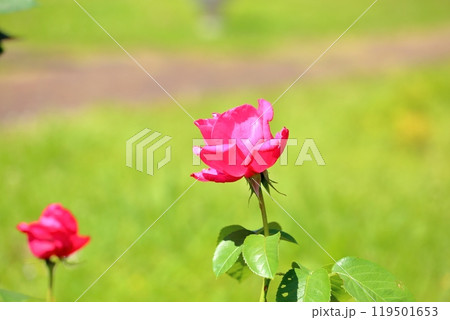 バラの花 マリアカラス バラの花 マリアカラス 119501653