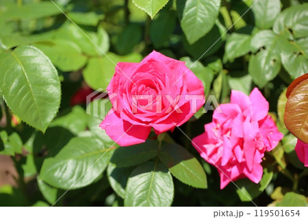 バラの花　マリアカラス 119501654