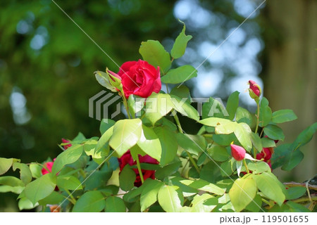 バラの花　クリストファーソン 119501655