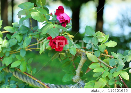 バラの花　クリストファーソン 119501656