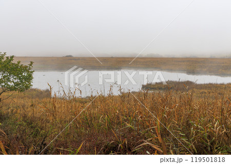 八島ヶ原湿原 霧ヶ峰 諏訪 長野県 八島ヶ原湿原 霧ヶ峰 諏訪 長野県 119501818