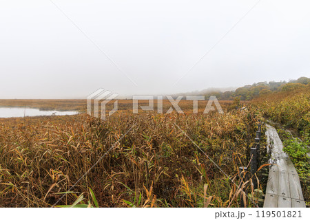 八島ヶ原湿原　霧ヶ峰　諏訪　長野県 119501821