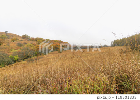 八島ヶ原湿原　霧ヶ峰　諏訪　長野県 119501835