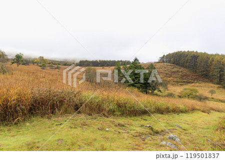 八島ヶ原湿原　霧ヶ峰　諏訪　長野県 119501837