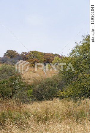 八島ヶ原湿原　霧ヶ峰　諏訪　長野県 119501841