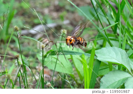 飛翔するオオスズメバチ 飛翔するオオスズメバチ 119501987
