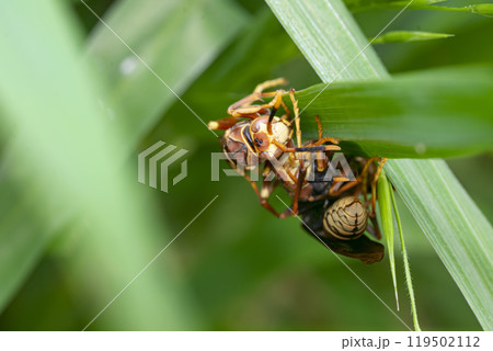 Paper wasp on a green herb 119502112