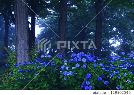 岩手県西和賀町　夏の錦秋湖 119502540