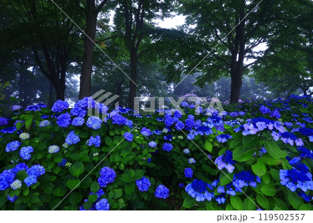 岩手県西和賀町 夏の錦秋湖 岩手県西和賀町 夏の錦秋湖 119502557