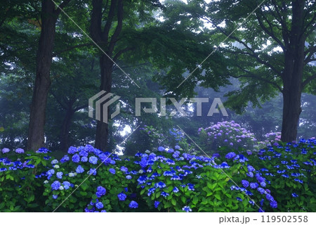 岩手県西和賀町　夏の錦秋湖 119502558