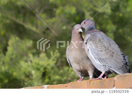 Picazuro doves couple on a red brick wall  119502559