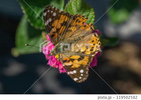 カラフルなランタナの蜜を吸うヒメアカタテハ 119502582