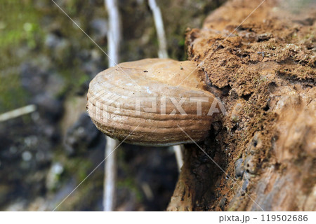 分厚く茶色いコフキサルノコシカケ茸（自然光＋ストロボ、マクロ接写） 119502686