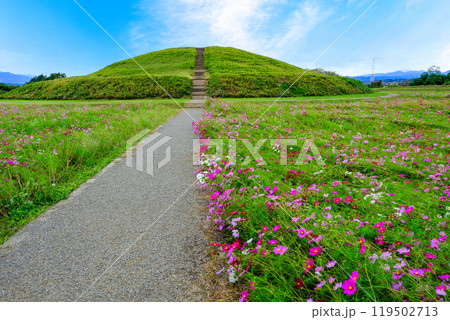 古墳と秋桜 古墳と秋桜 119502713