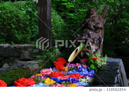 宮城県　森に咲く紫陽花 119502854
