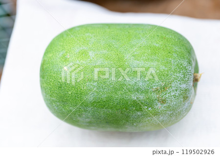 冬瓜 119502926