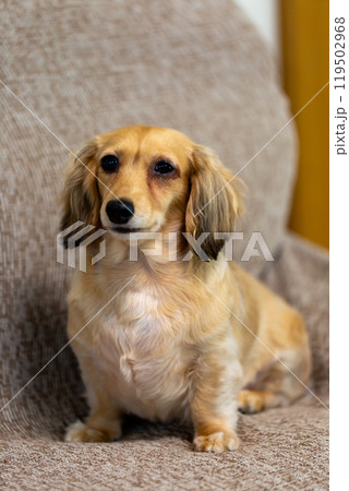 カニンヘンダックスフンド 119502968