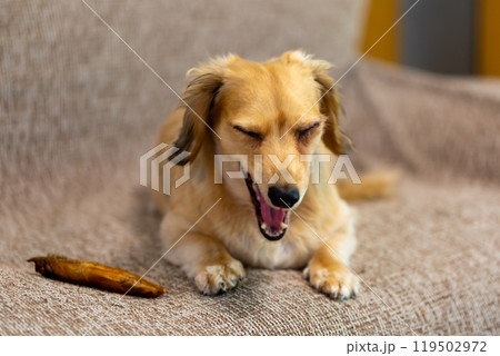 カニンヘンダックスフンド 119502972