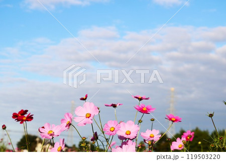 コスモスのある秋の風景　風に揺れる花 119503220