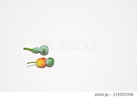 カラフルな色のイヌマキの実（秋、十月） 119503306