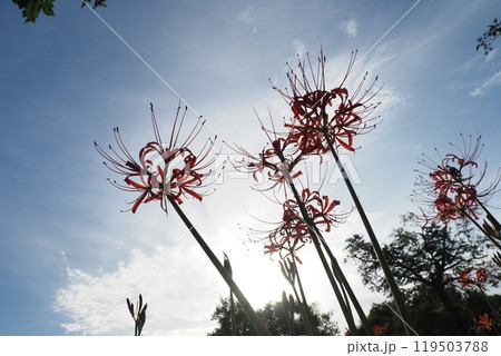 ヒガンバナと秋の空 ヒガンバナと秋の空 119503788