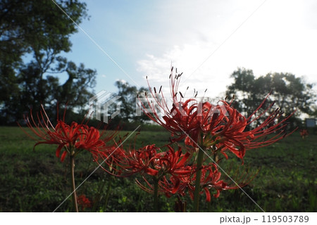 ヒガンバナと空 ヒガンバナと空 119503789