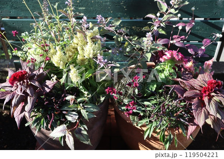 秋の花の寄せ植え＆寄せ鉢 119504221
