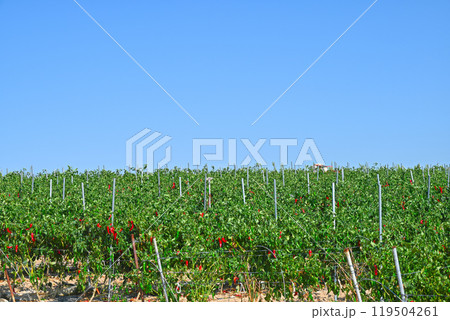 【韓国/全羅南道】新安郡1004の島々・屏風島のとうがらし畑 【韓国/全羅南道】新安郡1004の島々・屏風島のとうがらし畑 119504261