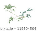 初秋の蔦の葉 119504504