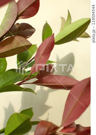 Bouquet of flowers and copy space on elegant beige background 119504544