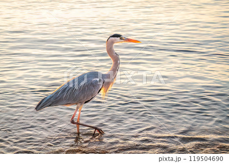 A heron hunting in the sea. Grey heron on the hunt A heron hunting in the sea. Grey heron on the hunt 119504690