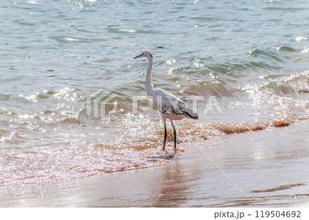 White Western Reef Heron (Egretta gularis) at Sharm el-Sheikh beach, Sinai, Egypt 119504692